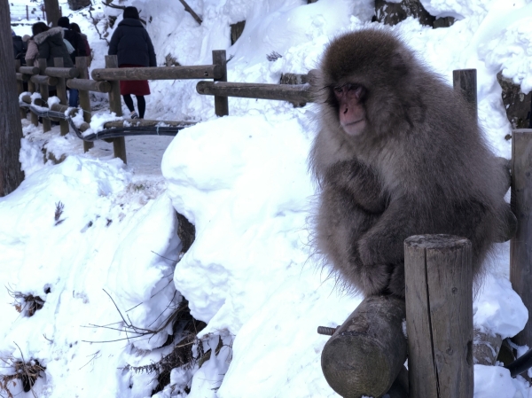 The first snow monkey encounter